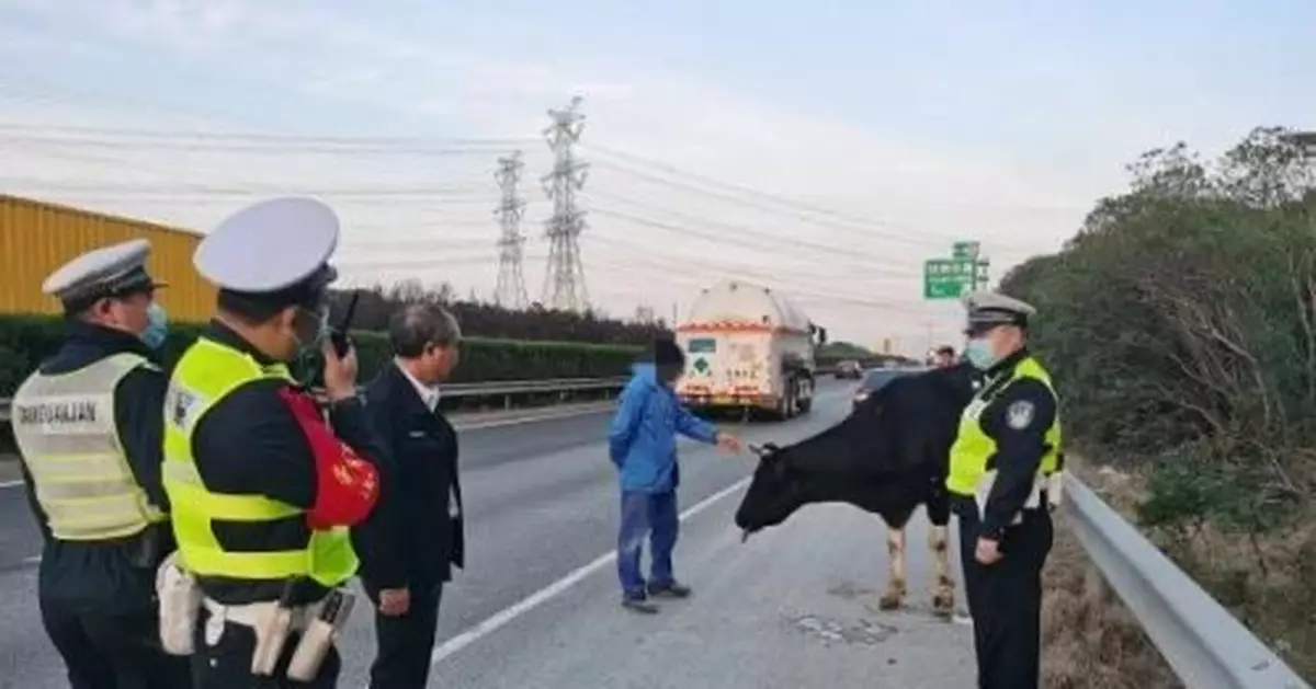 上海高速公路上驚現一頭奶牛！原來是跳車「逃亡」…