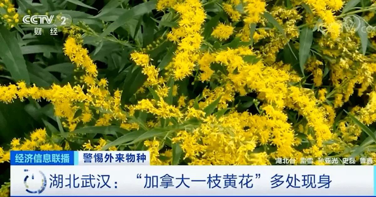 圍剿這種花！看到立刻上報