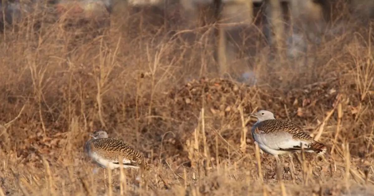 國家一級保護動物大鴇，又來通州過冬了！