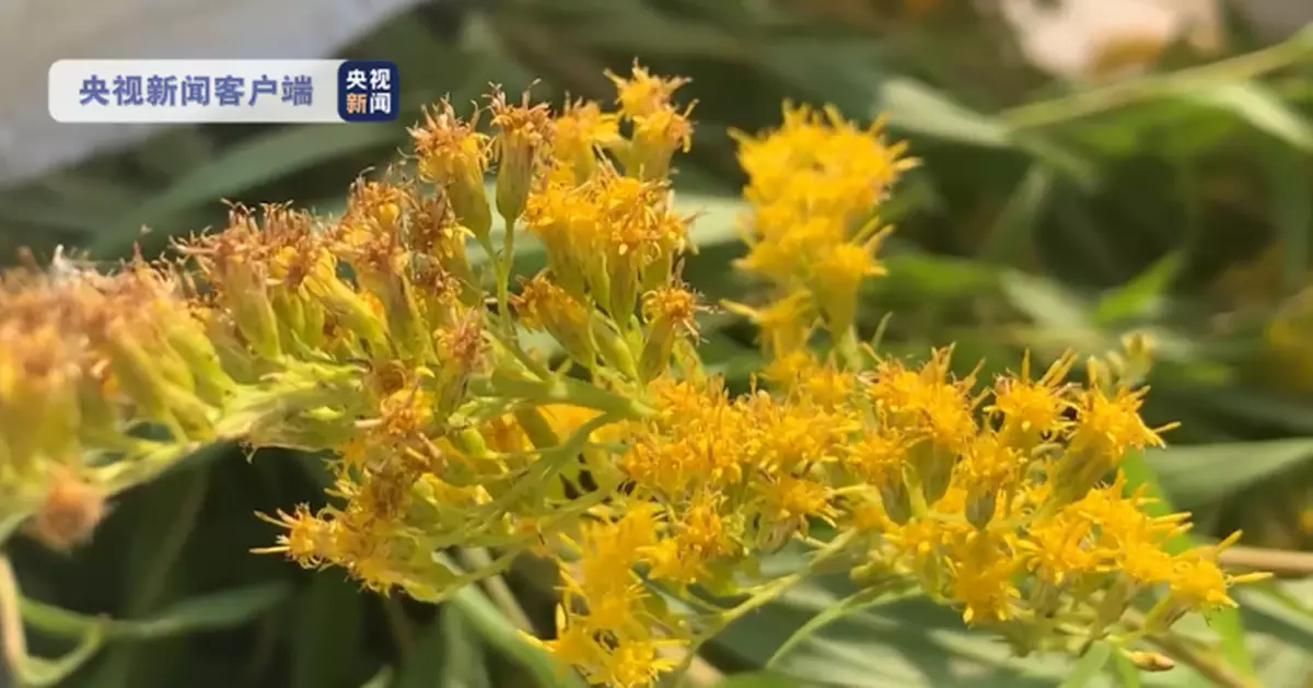 河南多地發現外來物種「一枝黃花」 專家：儘快剷除