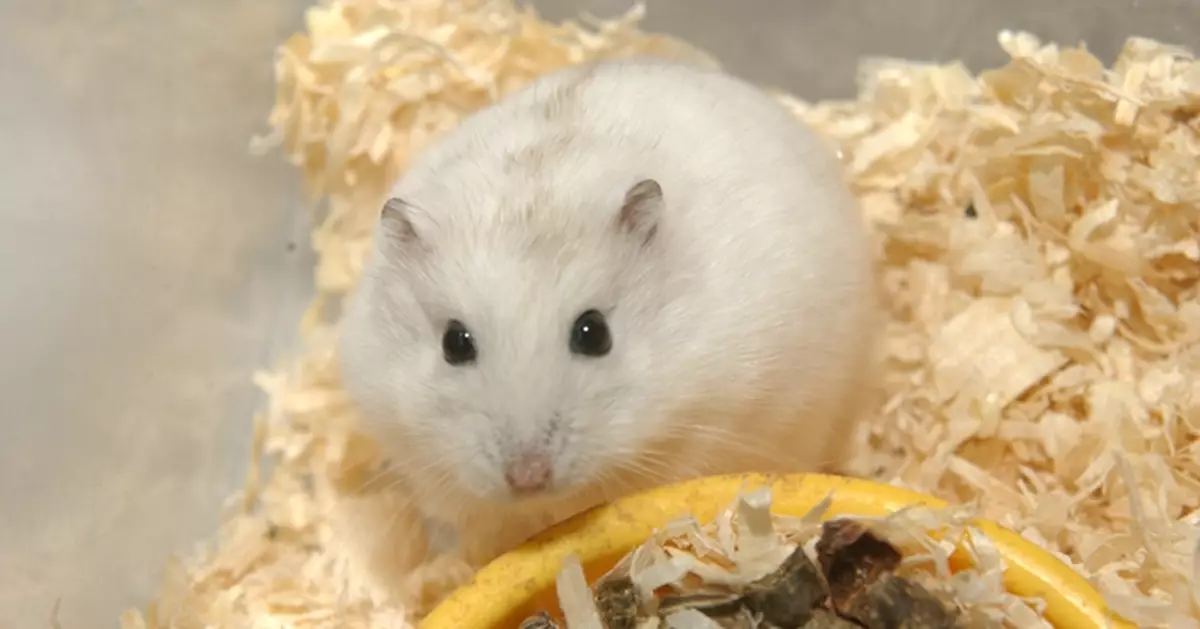 陳克勤：漁護署「一刀切」人道毁滅小動物不恰當 不尊重生命