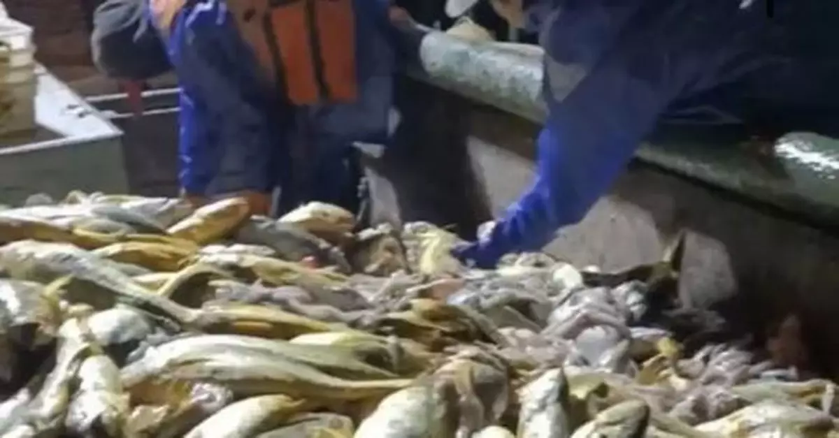 4000多斤野生大黃魚，賣了957萬！