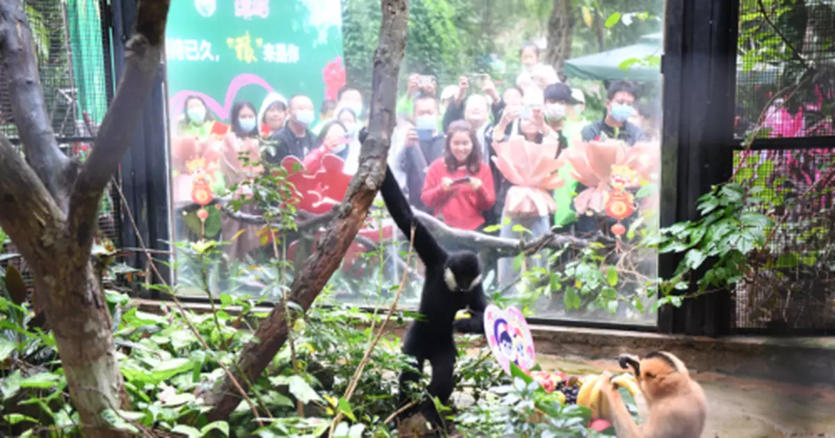 海口：生態環境持續向好，野生動物頻頻「出鏡」