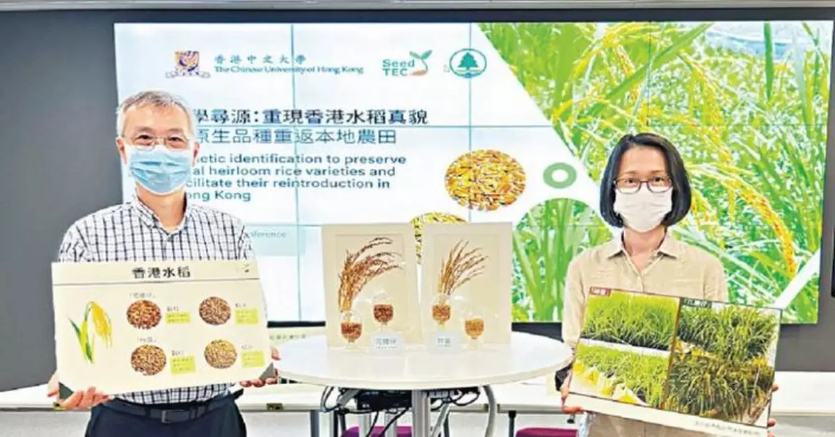 中大漁署復育港稻米  「花腰仔」料下月出售