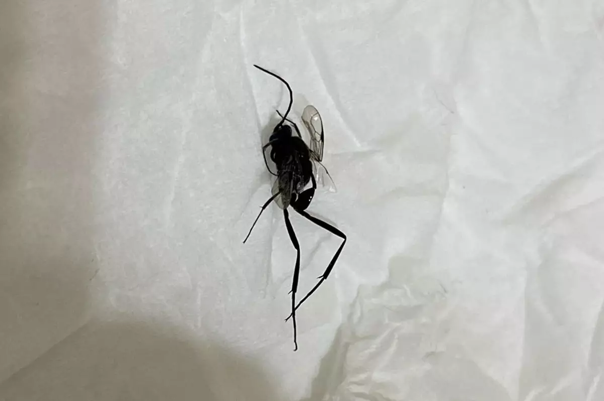 網上圖片