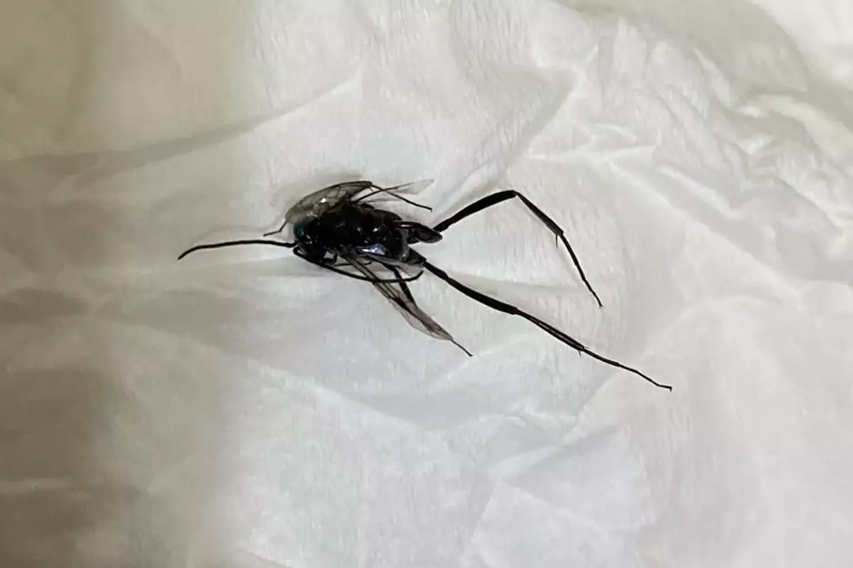 網上圖片