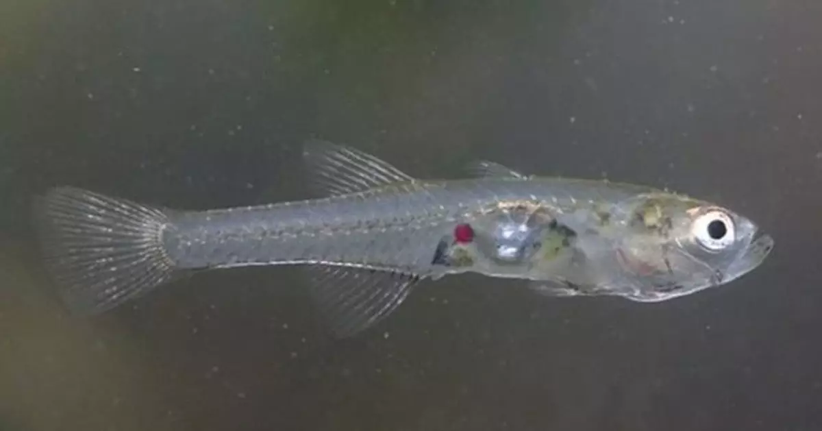 東涌河首現易危「大鱗鰭鰕虎魚」 綠色力量：令人欣喜