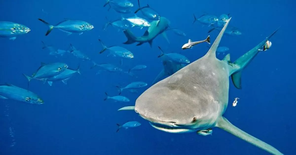 料拜登將簽署《禁魚翅法案》 購買出售及擁有均屬違法