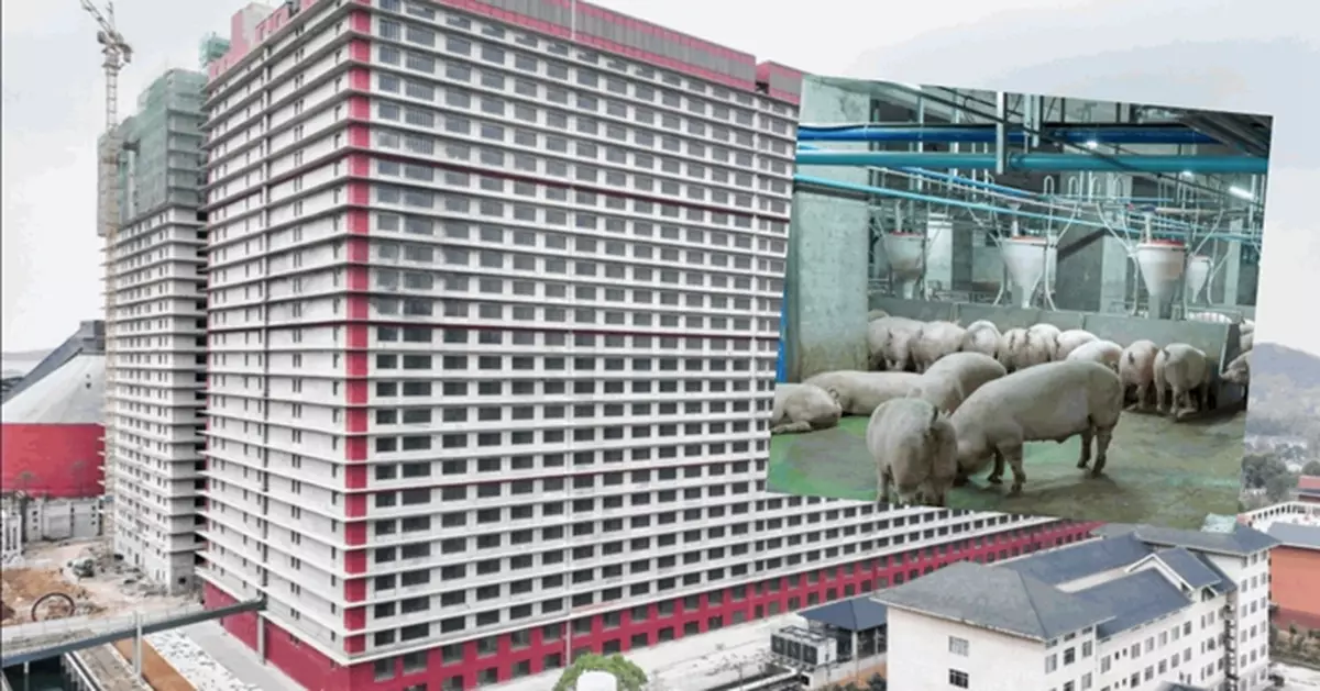 養豬現代化！湖北豬住大樓洗熱水澡 外媒：堪比iPhone生產線