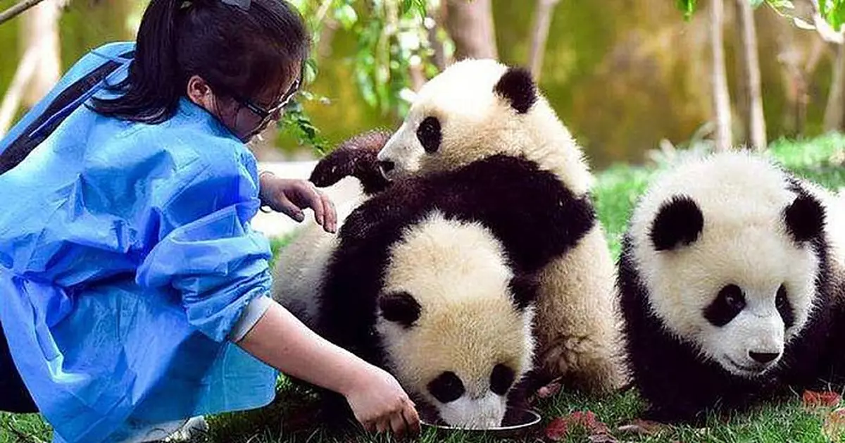 招聘多年零錄取 熊貓館透露飼養員標準：不是餵食陪玩咁簡單