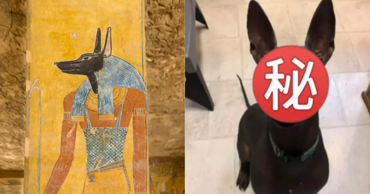 孤傲寵物犬撞樣古埃及「獸首之神」 飼主揭尊貴身份