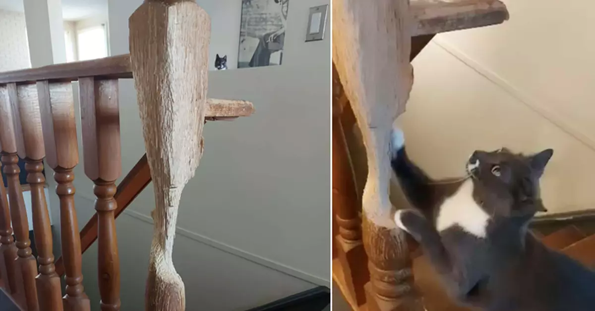「貓貓藝術家」情迷一根木柱「創作」逾十年 成品超驚人！