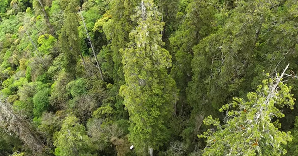 高達102.3米！西藏自然保護區發現「亞洲第一高樹」