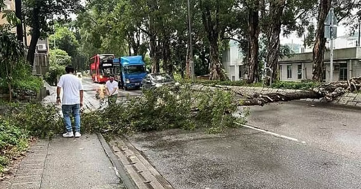 元朗林錦公路大樹塌下 行車一度受阻