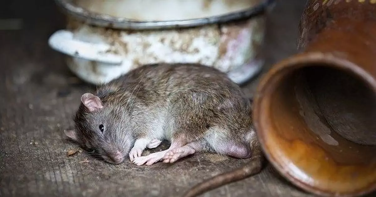 議員及團體促禁用老鼠膠 政府指暫無計畫：恰當運用重要滅鼠工具