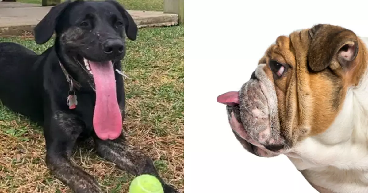 狗界「長舌婦」 美國母犬舌長足足12.7cm破世界紀錄