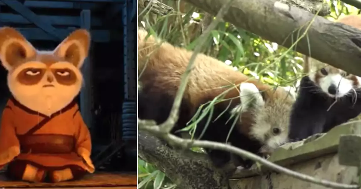 極單純「越獄者」！小熊猫出走動物園卻被一顆蘋果K.O