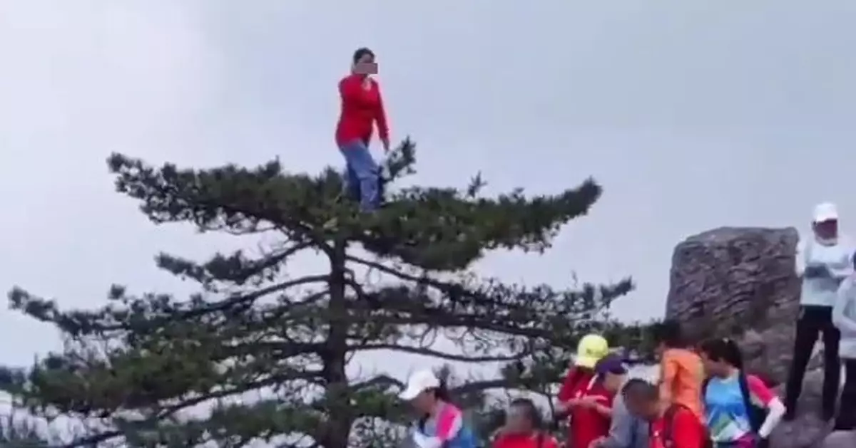 沙膽大媽爬上樹頂「登台」揮手  網民怒轟無公德心：世紀害蟲