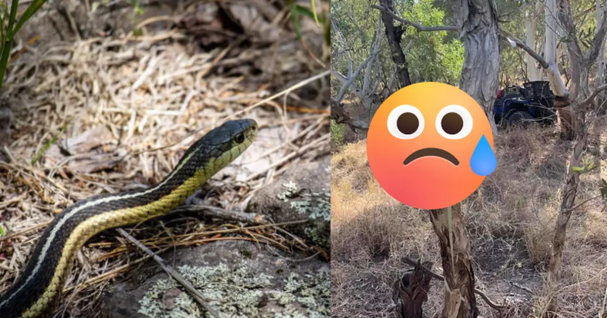 澳洲國鳥啃食身型2倍大毒蛇 專家驚呼：前所未見