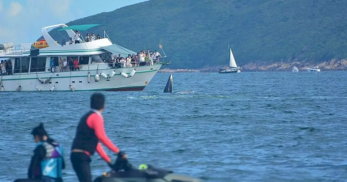 海洋公園保育基金指如鯨魚再有新傷口 會研究下一步行動
