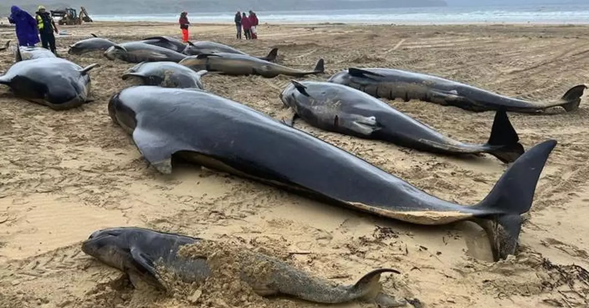不離不棄！蘇格蘭海岸大批領航鯨集體擱淺逾55條喪命
