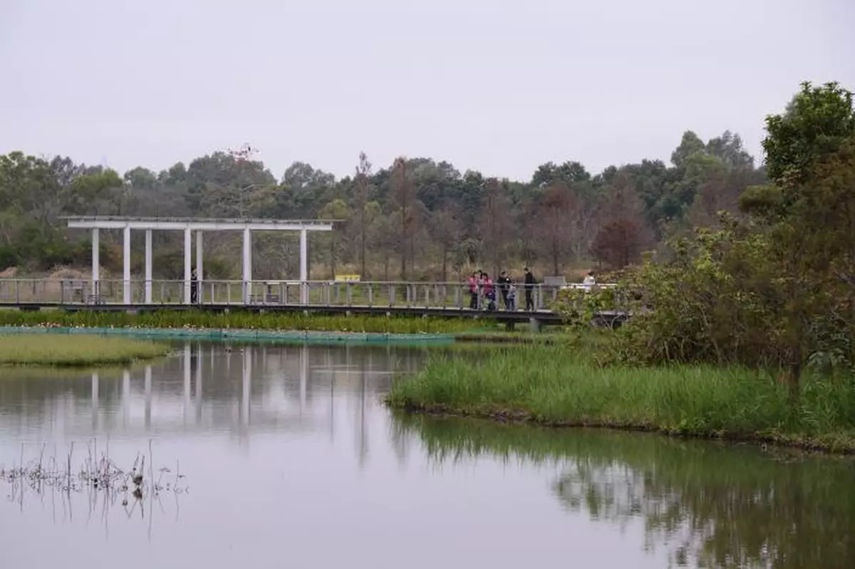 濕地公園發現一隻赤頸鴨屍體 初步對H5禽流感病毒初呈陽性