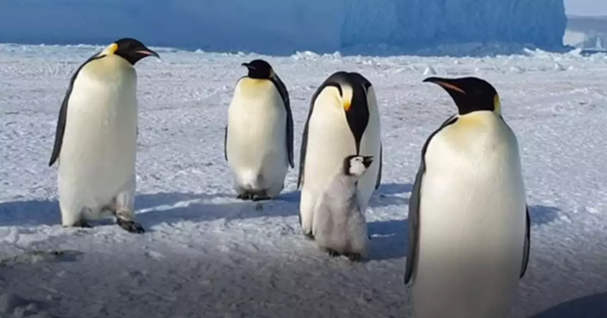 南極冰層快速融化 上萬皇帝企鵝雛鳥恐淹死或凍死