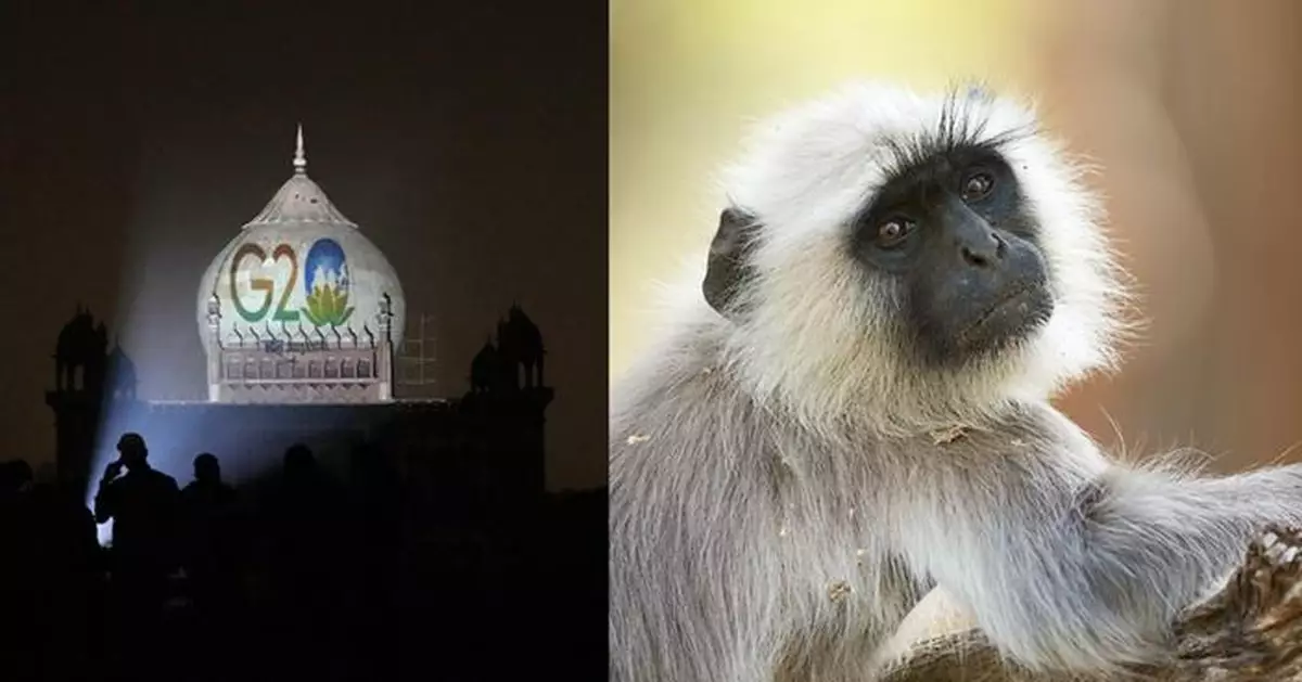 G20峰會登場在即 印度放看板扮猴叫實行以猴制猴