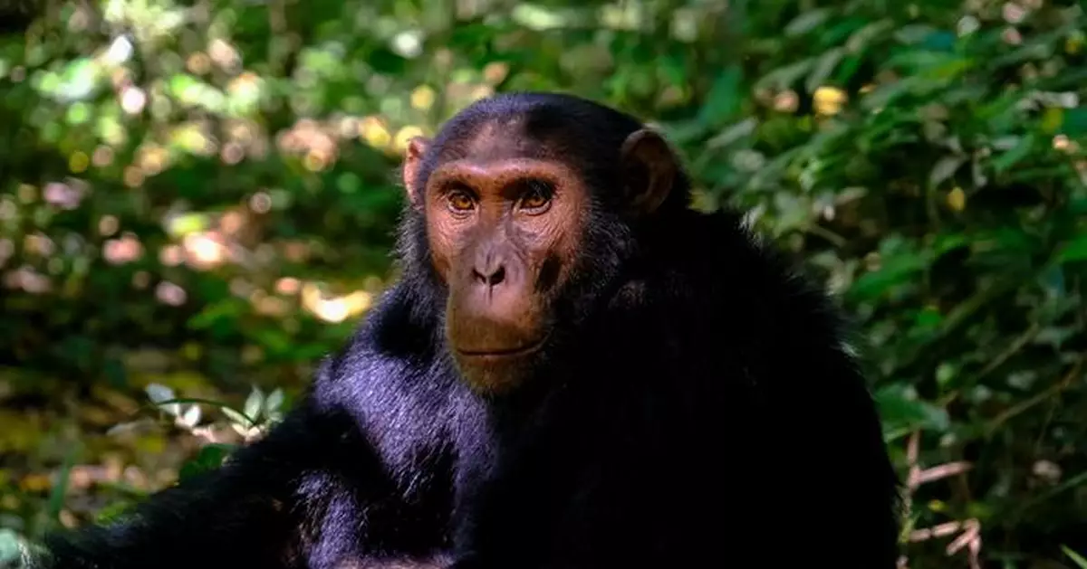 匈牙利大猩猩接受關節炎幹細胞治療 人類患者可望受惠
