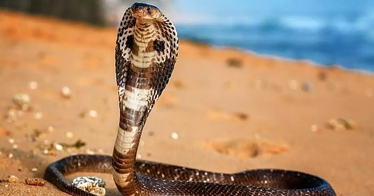 近4米長眼鏡王蛇出沒民居 生吞巨蜥遭蛇王捕捉被迫吐出