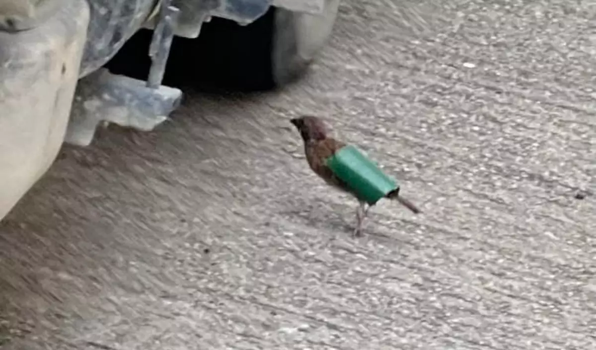 有土瓜灣街坊日前發現一隻野生麻雀,雙翼遭人以牛皮膠紙黏住。(FB圖片)