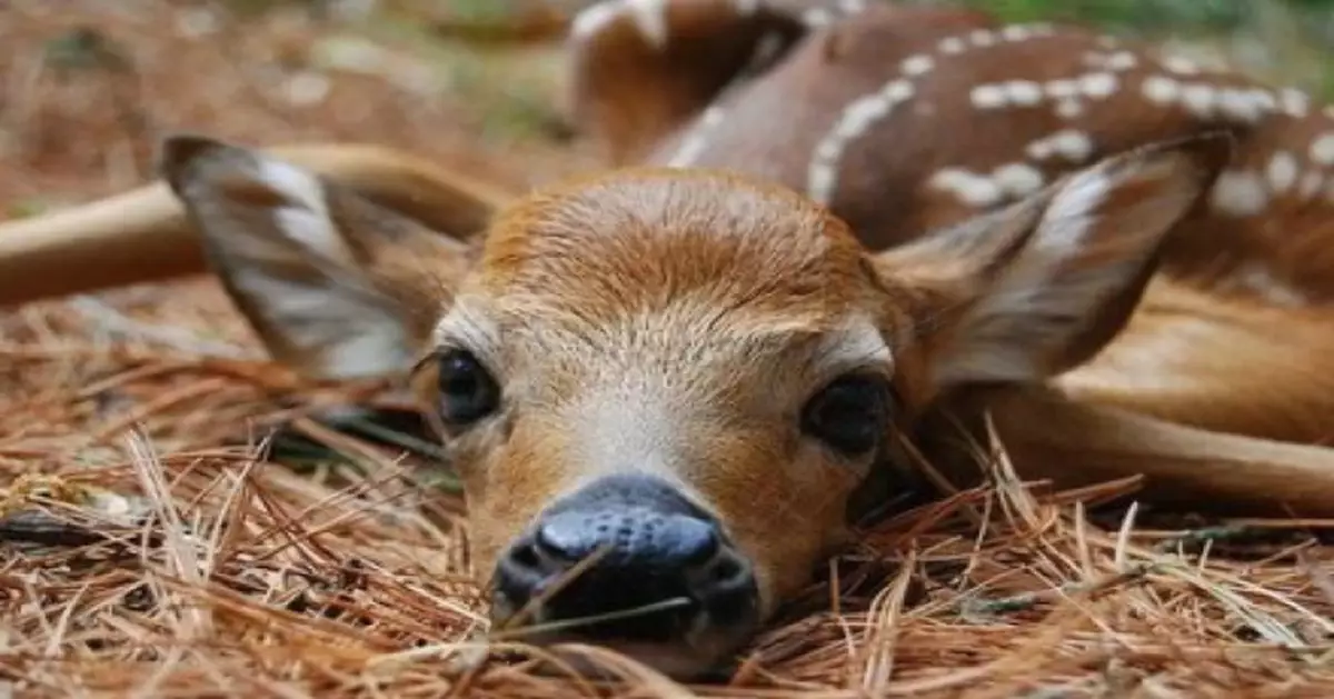 小鹿慘死獵狗口 「至死不悟」倒血池