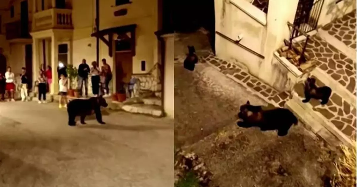 意大利熊媽媽攜寶寶路過小鎮 慘遭當地居民射殺惹公憤