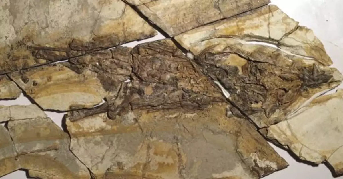 1.3億年前化石河北出土 「劍龍」皮膚印痕保存完整