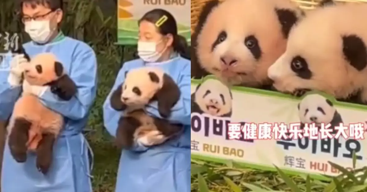 南韓出生雙胞胎熊貓首與公眾見面 分別取名為睿寶和輝寶