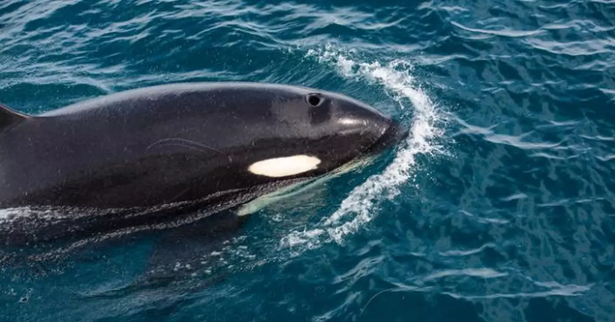 疑極度飢餓 虎鯨狂吞7隻海獺 其中一隻卡喉被噎死