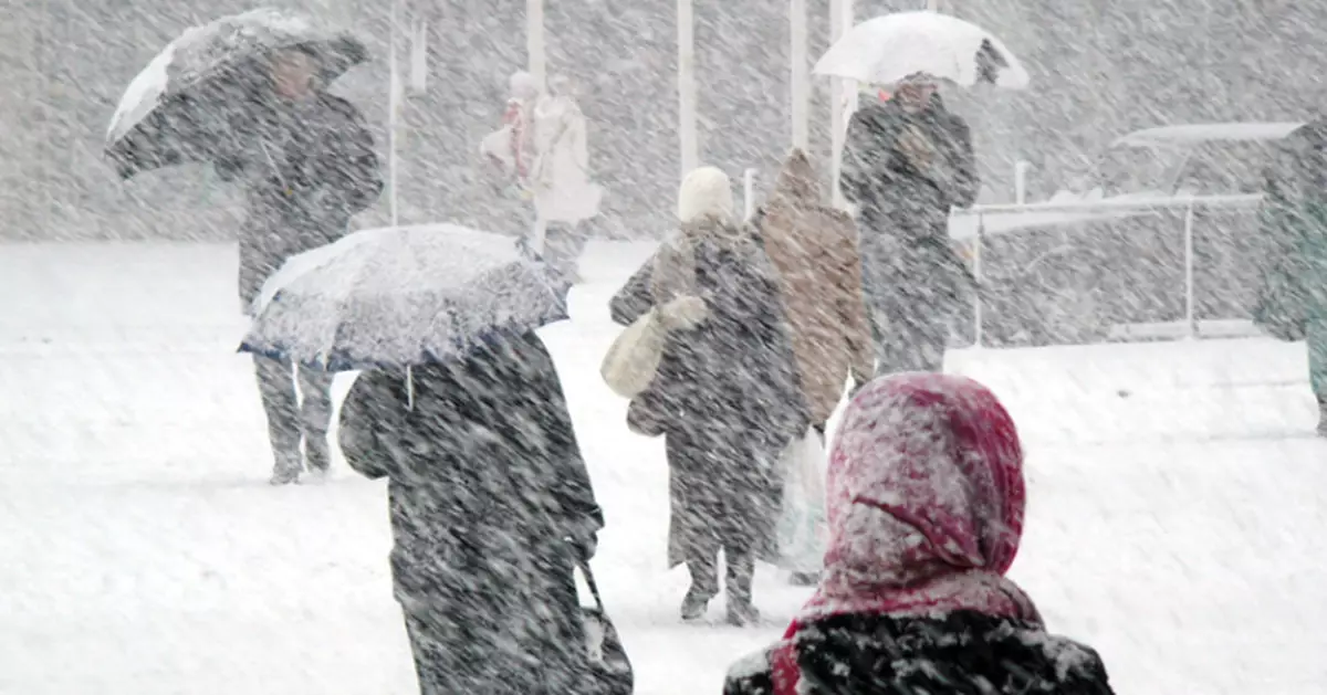 北海道現「飛蟲軍隊」似漫天飛雪 數量激增10倍惹民眾困擾！