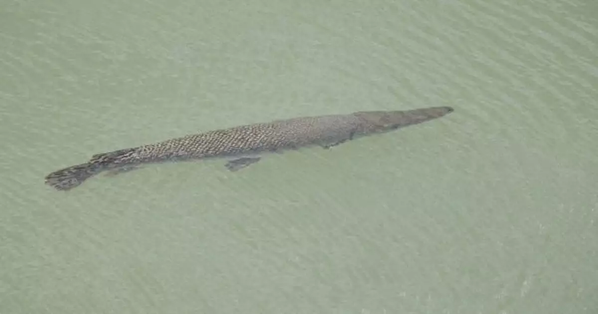 漁護署：啟德河不知名大魚為「福鱷」　市民勿隨意放生動物