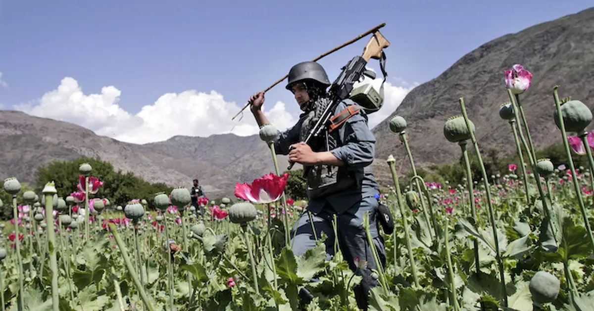 阿富汗罌粟產量大幅下跌 聯合國稱真正機會打擊非法鴉片市場