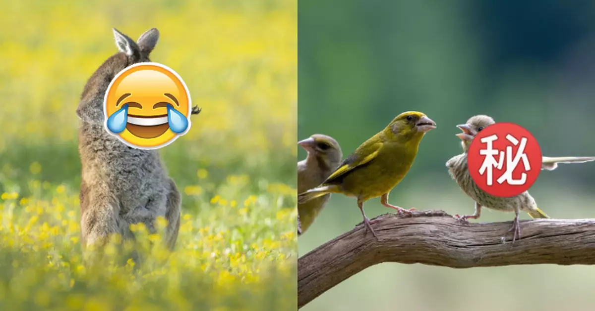 澳洲搞笑野生動物攝影大賽登場 「袋鼠醉心彈空氣結他」突圍奪冠！