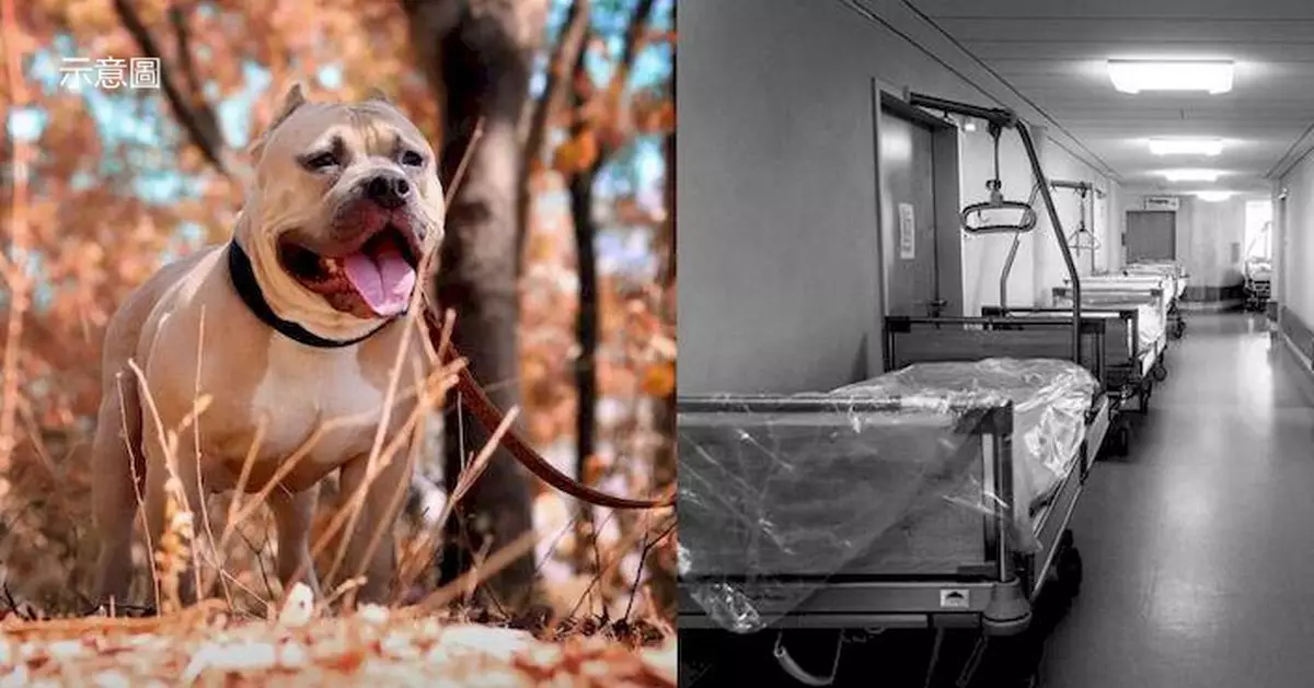 慘遭自家養7隻比特犬狂咬 美國63歲婦人傷重死亡