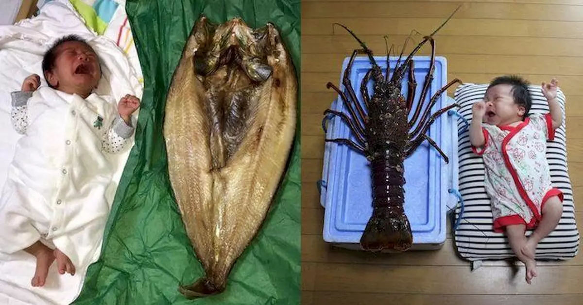 北海道現巨無霸「魚乾及龍蝦」 體積大過初生BB