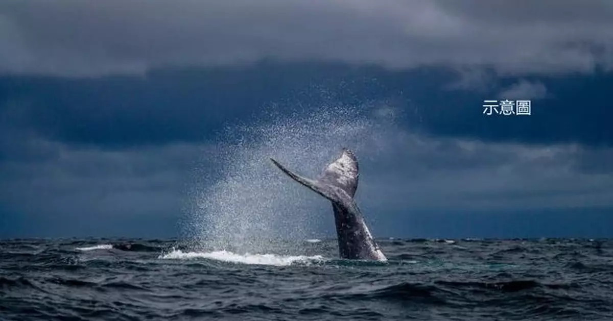 座頭鯨產子罕見片段曝光 身旁公鯨群狂吹「神秘泡泡」？