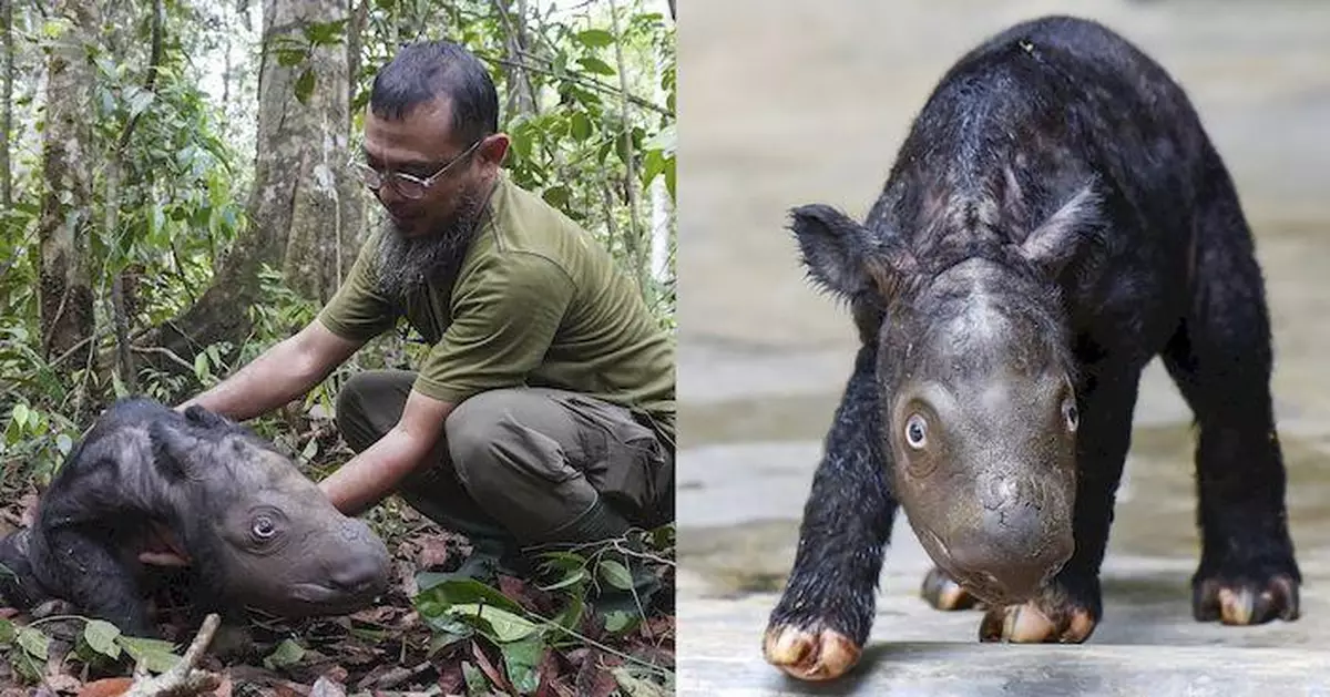 全球僅剩不到80頭 印尼保育計劃再獲蘇門答臘犀牛BB