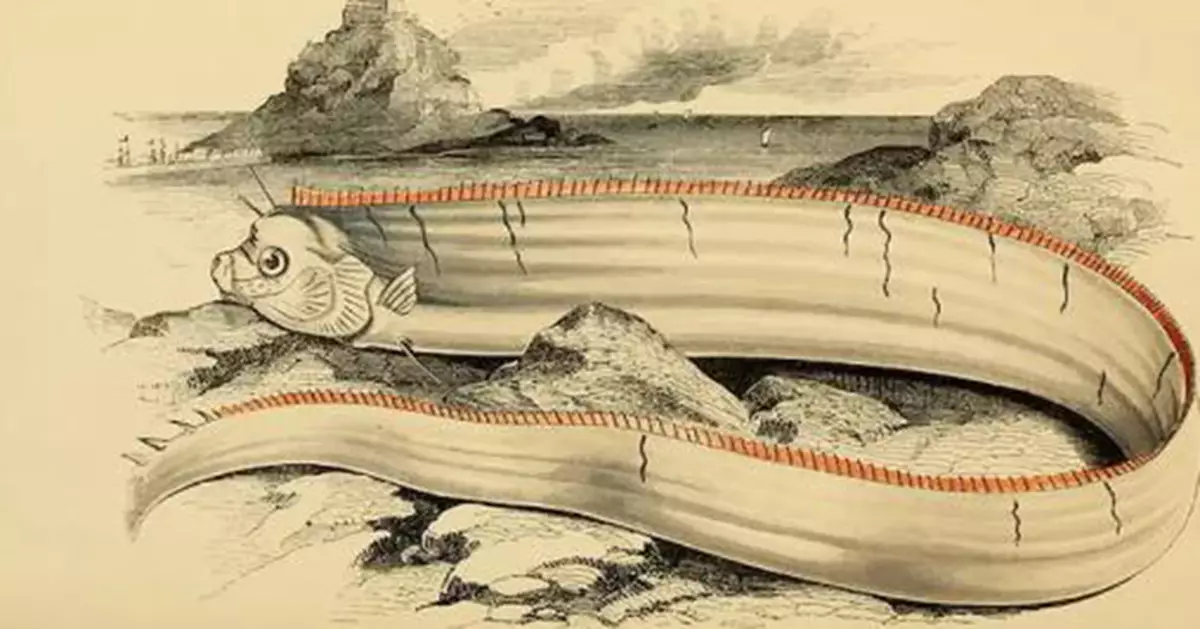 加勒比海現罕見「2米地震魚」出現位置令人恐慌