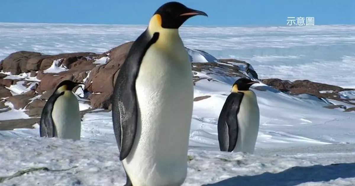 南極企鵝身懷絕技 每天可「微睡眠」過萬次 每次僅4秒