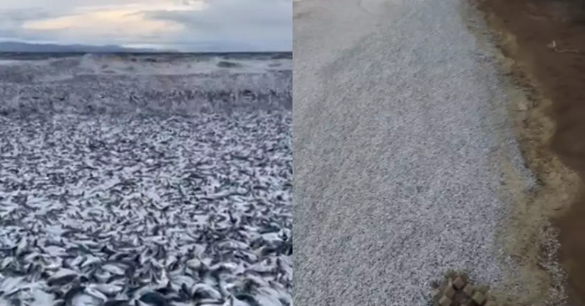 北海道1.5公里海灘佈滿「數千噸死魚」！專家曝成因