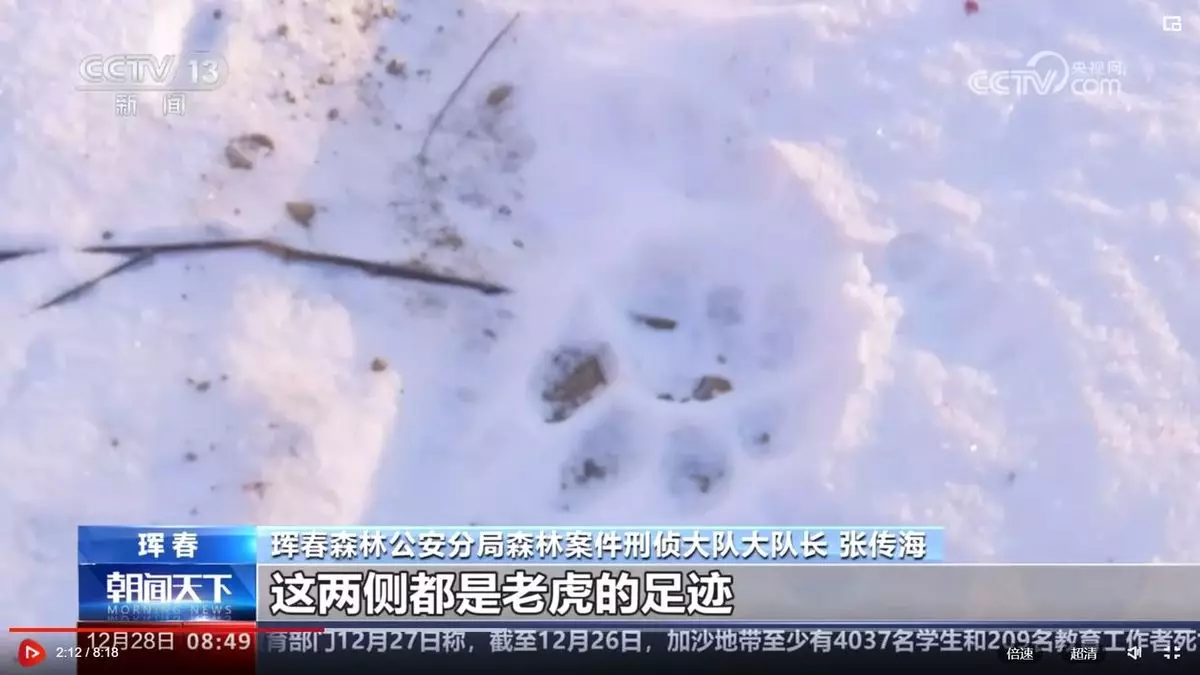 東北豹殘骸地點周邊有大量貓科動物的腳印。央視短片截圖