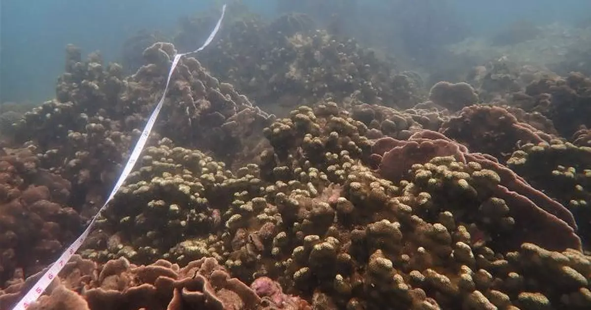 學者：本港珊瑚韌性較佳　惟不可忽視全球暖化致水溫上升