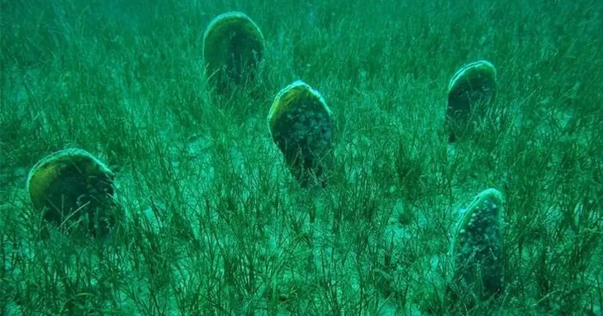 瀕臨絕種地中海「巨型蛤蜊」 近期數量突然激增